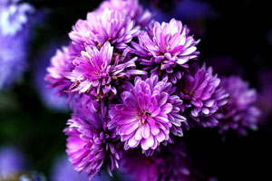 最便宜哪里买的轰炸电话软件